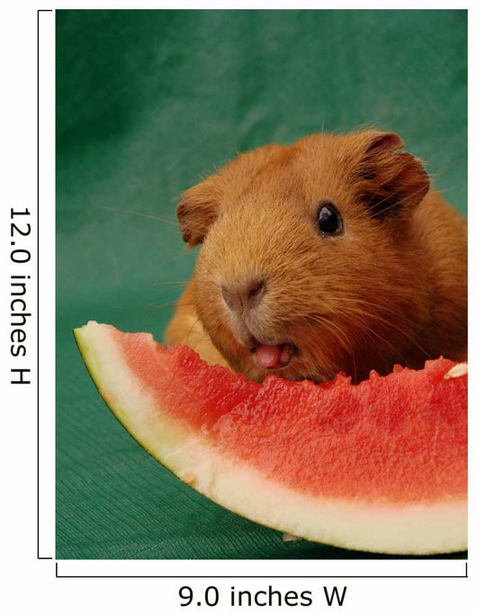 Meerschweinchen leckt an Melone Wall Mural