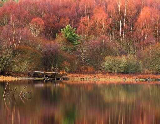 Loch Faskally Wall Decal