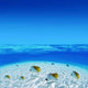 Post Card from Tahiti Wall Decal Design 1