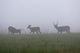 Whitetail Deer Bucks Foggy