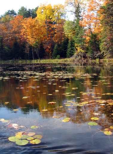 Sunny Day Freeland Lake Wall Decal