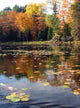 Sunny Day Freeland Lake Wall Decal