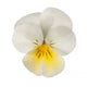 white/yellow pansy Wall Decal