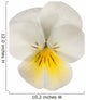 white/yellow pansy Wall Decal