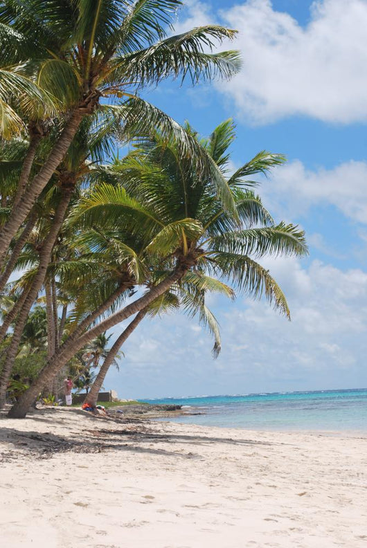 Beach Marie Galante Wall Mural