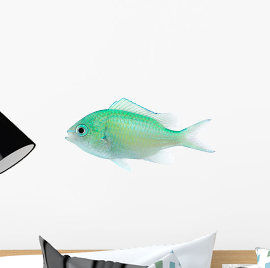Green Chromis Chromis Viridis Wall Decal