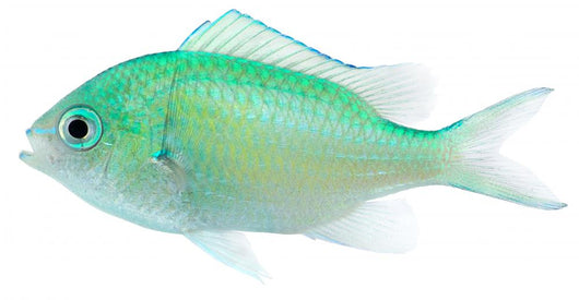 Green Chromis Chromis Viridis Wall Decal