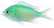 Green Chromis Chromis Viridis Wall Decal