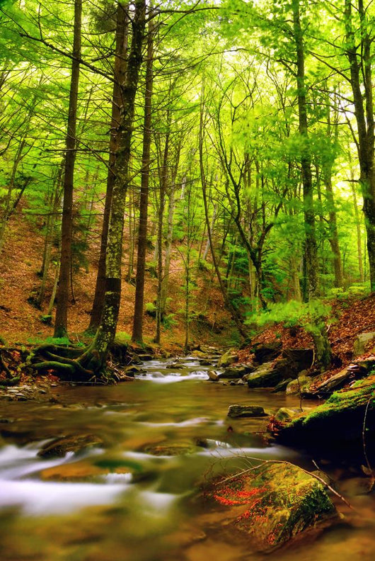 Explosion Colors Forest Autumn Wall Mural
