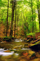 Explosion Colors Forest Autumn Wall Mural