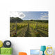 Vineyard with Cloudy Sky