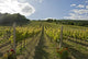 Vineyard with Cloudy Sky