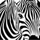 Zebra Wall Mural
