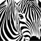 Zebra Wall Mural