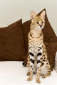 Serval Wall Mural