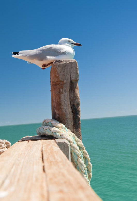 Seagull