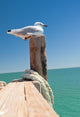 Seagull