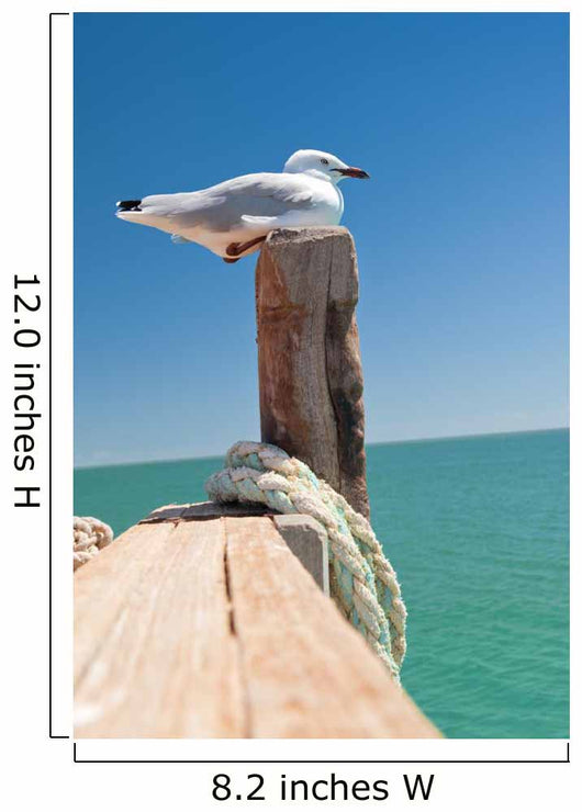 Seagull
