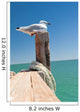 Seagull