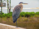 Blue Heron Rest Wall Mural