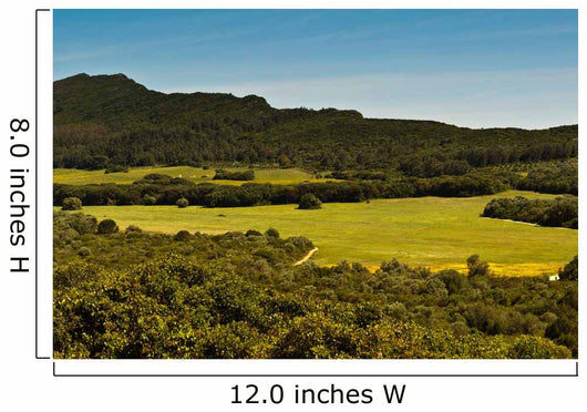 Field of Green Grass Wall Mural
