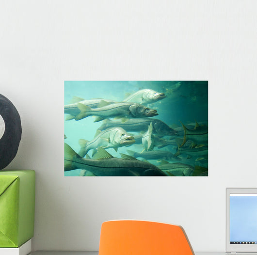 Snook Wall Mural