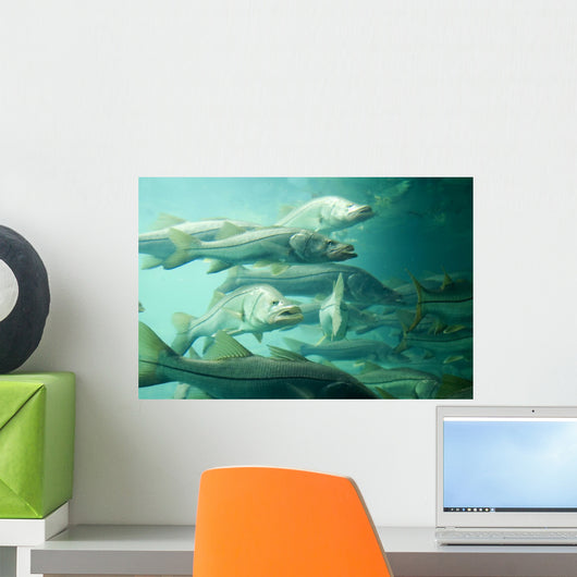 Snook Wall Mural