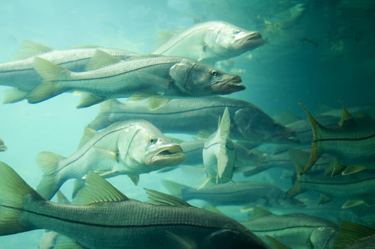 Snook Wall Mural