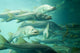 Snook Wall Mural