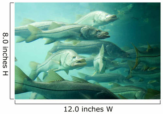 Snook Wall Mural