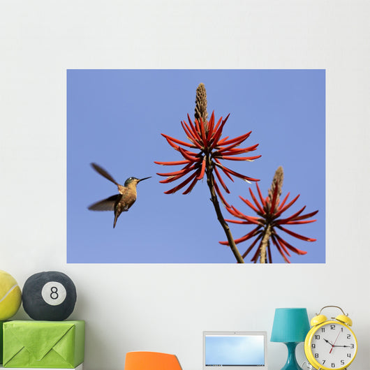 Female Ruby Hummingbird Clytolaema