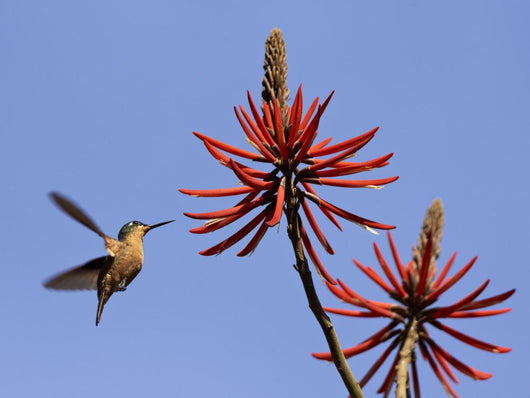 Female Ruby Hummingbird Clytolaema