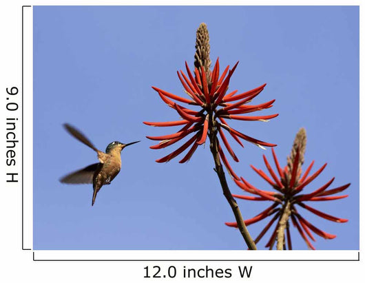 Female Ruby Hummingbird Clytolaema