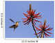 Female Ruby Hummingbird Clytolaema