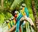 Group Macaw