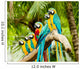 Group Macaw