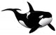 Killer Whale Form Tattoo