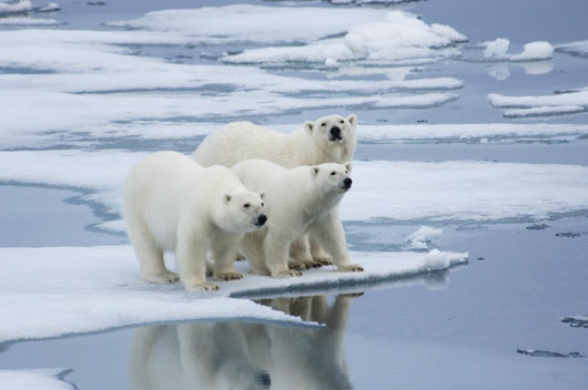 Polar Bear Yearling Cubs Wall Mural