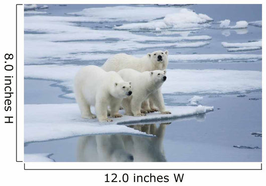 Polar Bear Yearling Cubs Wall Mural