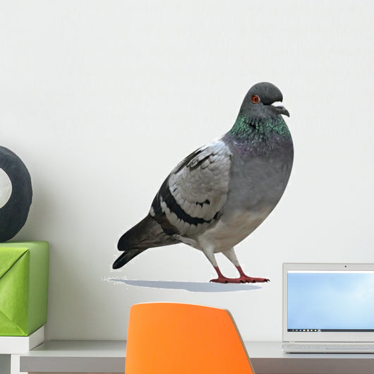 Grey Pigeon Wall Decal