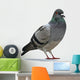 Grey Pigeon Wall Decal