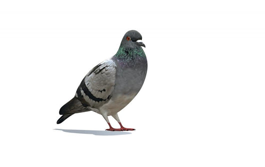 Grey Pigeon Wall Decal