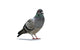 Grey Pigeon Wall Decal