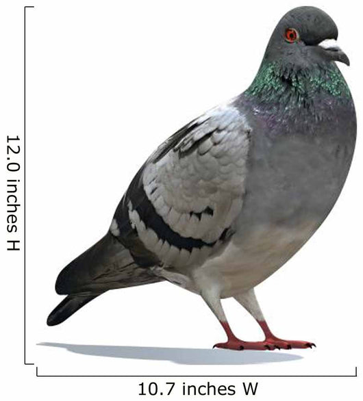 Grey Pigeon Wall Decal
