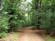 Waldweg Wall Mural