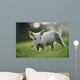 Young Piglet Wall Mural