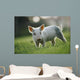 Young Piglet Wall Mural