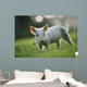 Young Piglet Wall Mural