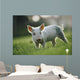 Young Piglet Wall Mural
