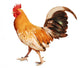 Healthy Rooster Wall Decal